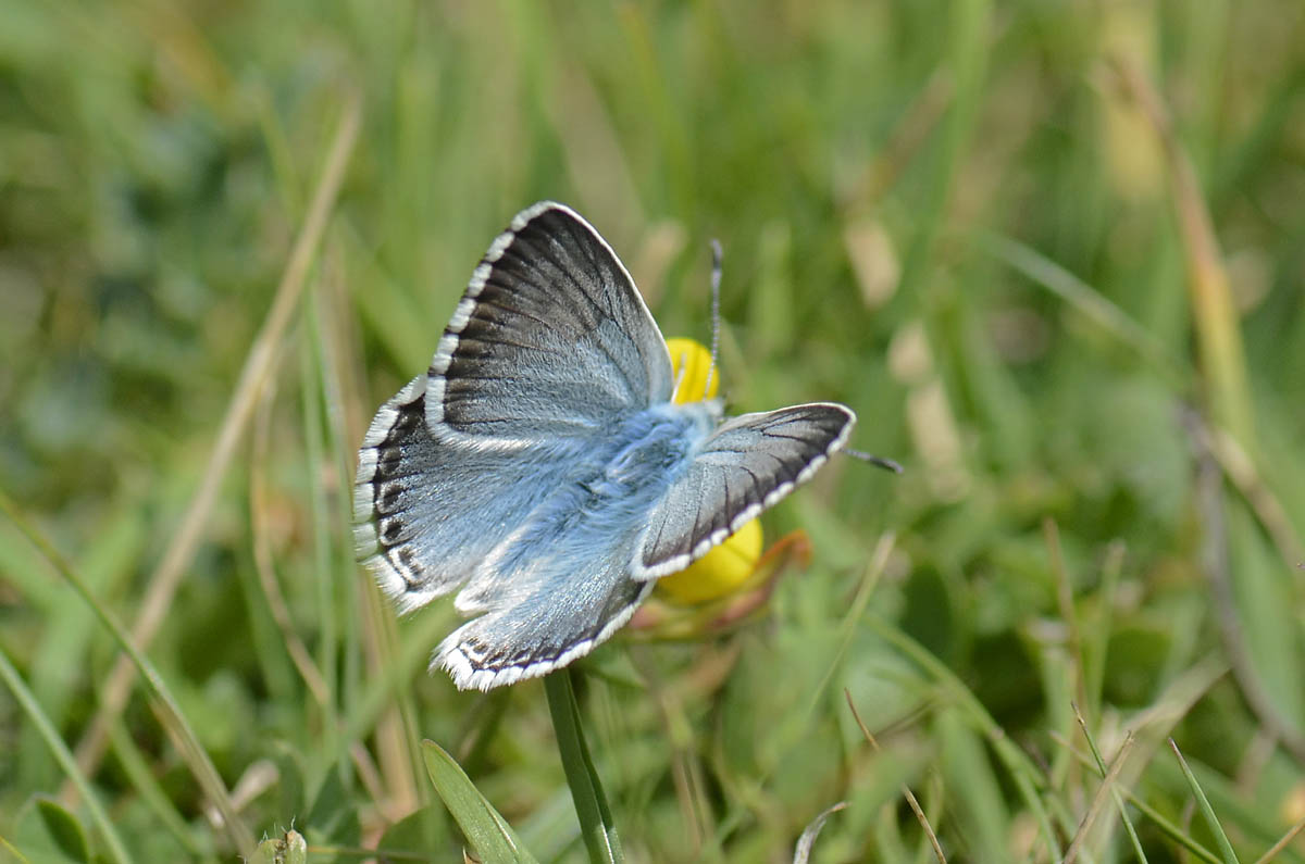 Polyommatus coridon?